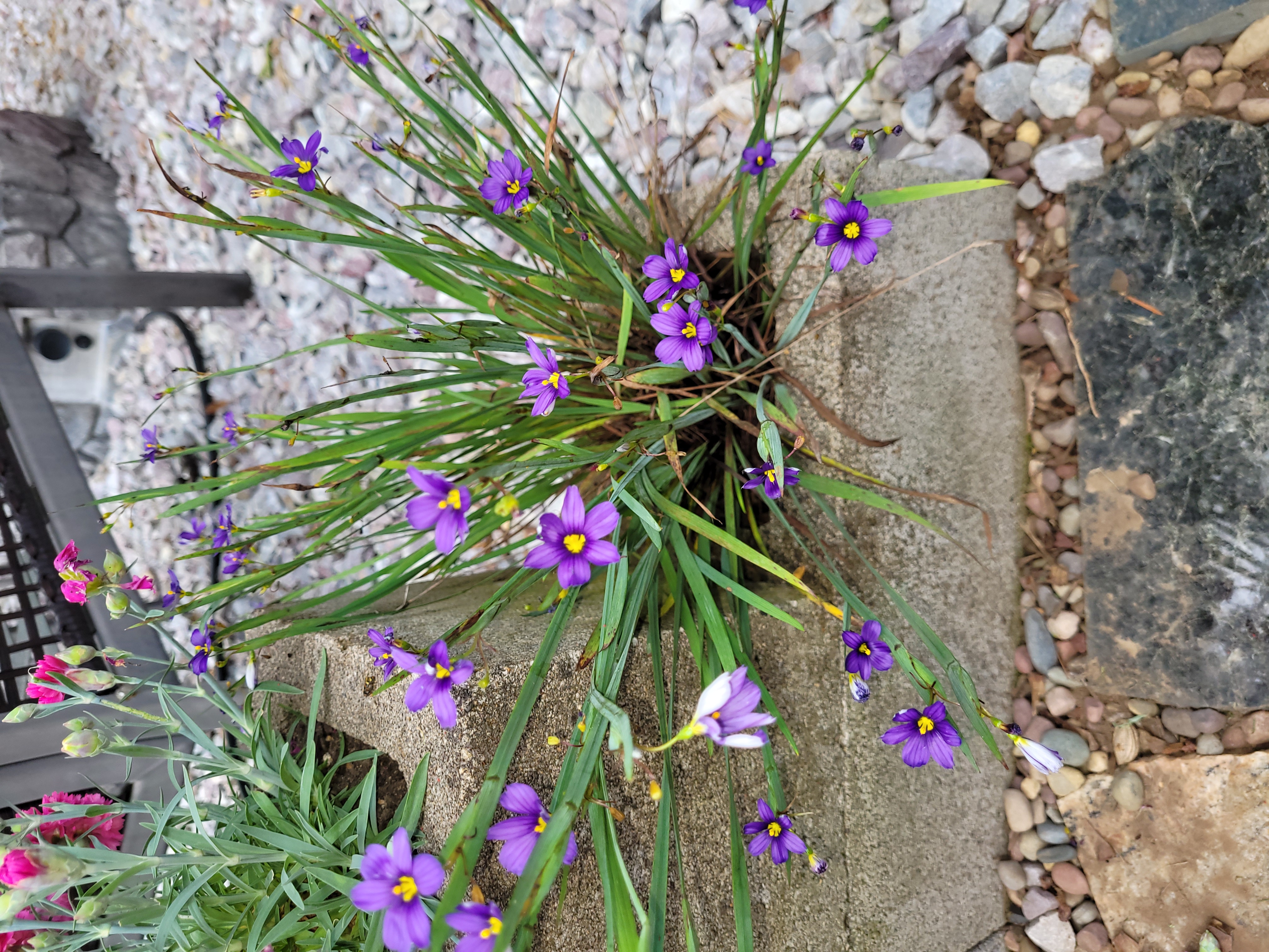 Photo of the plant species Western Blue-Eyed Grass by @Junglecreature named Z Cynthia on Greg, the plant care app