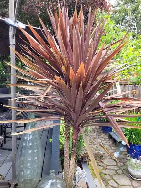 Photo of the plant species Cordyline by Junglecreature named Z Cody on Greg, the plant care app