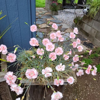 Border Carnation plant in Eugene, Oregon