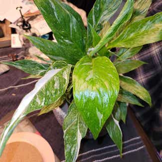 Variegated Peace Lily plant in Eugene, Oregon