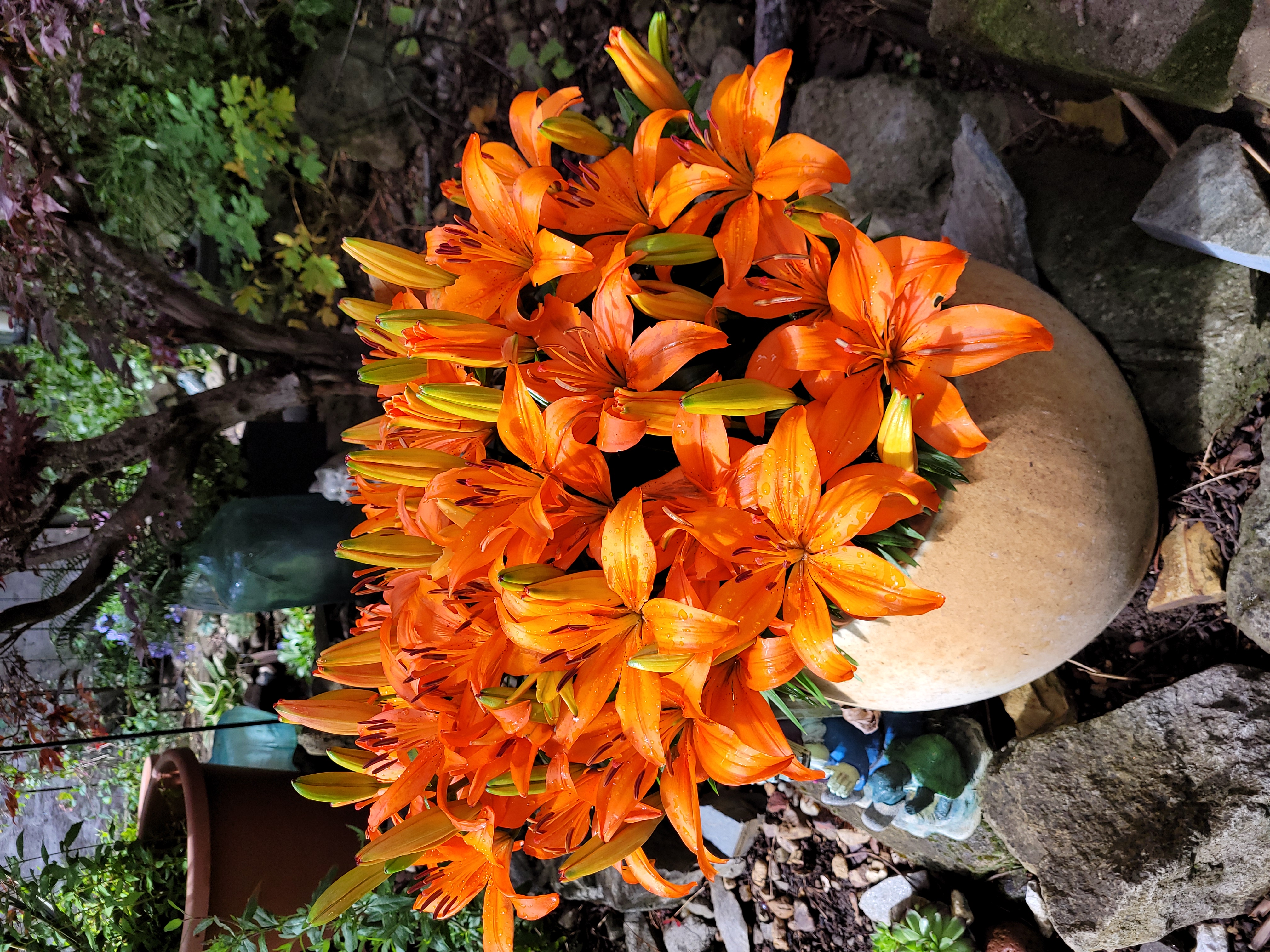 A healthy Orange Lily plant in a pot with numerous bright orange flowers.