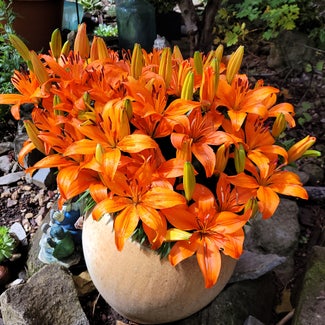 Orange Lily plant in Eugene, Oregon