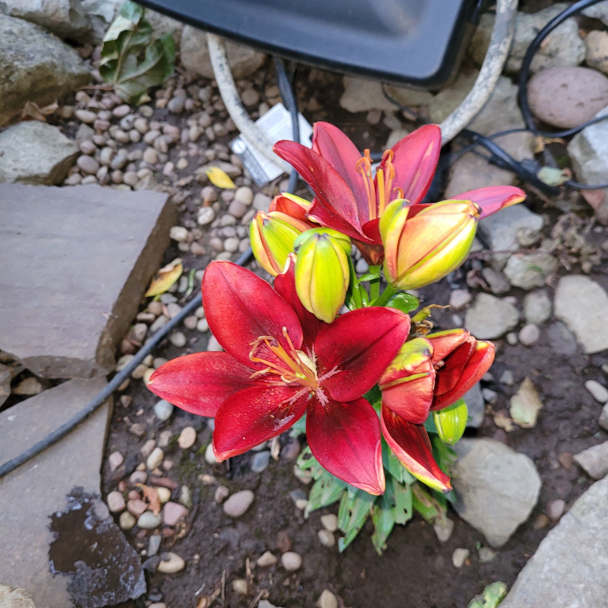 Orange Lily plant with vibrant red flowers and yellow buds, planted outdoors.