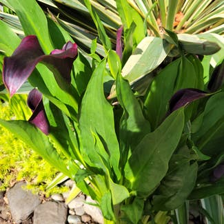 Calla Lily plant in Eugene, Oregon