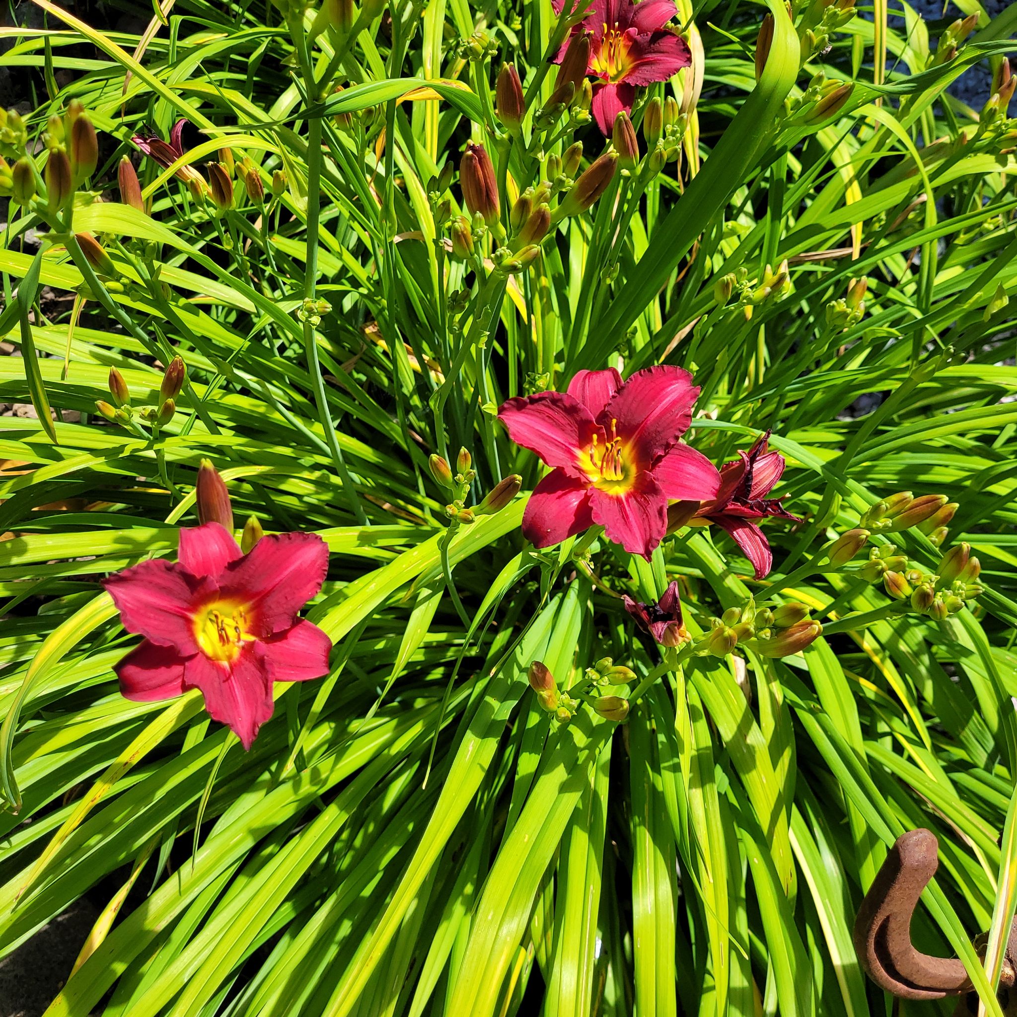 Orange Daylily plant with vibrant orange-red flowers and long green leaves.