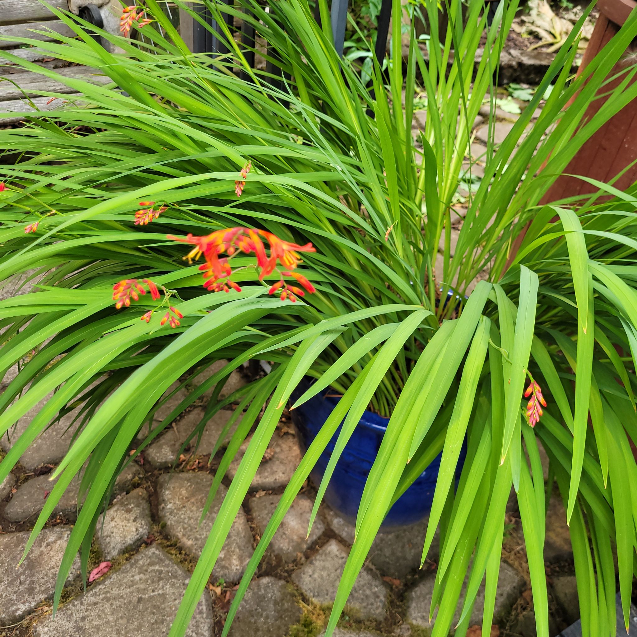 Photo of the plant species Montbretia by @Junglecreature named Z Naomi on Greg, the plant care app