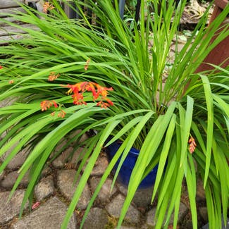 Montbretia plant in Eugene, Oregon