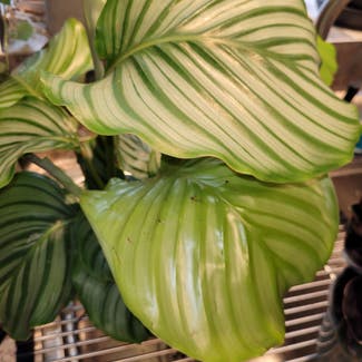 calathea plant in Eugene, Oregon