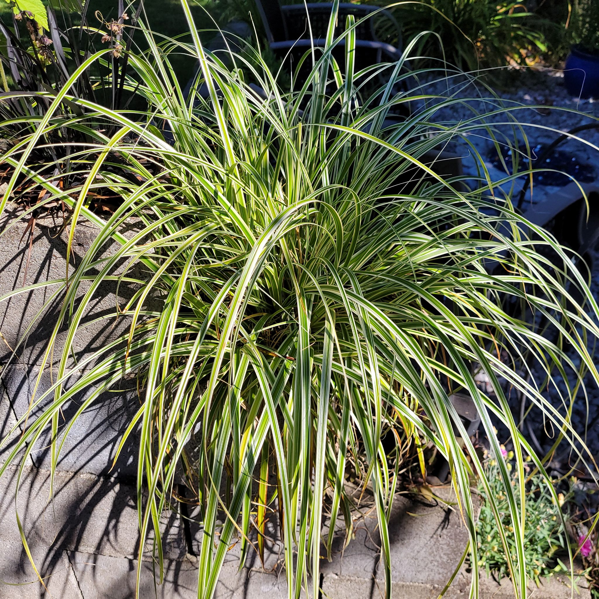 Photo of the plant species Japanese Sedge by @Junglecreature named Z Forrest on Greg, the plant care app