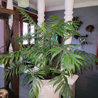 Parlour Palm plant in Eugene, Oregon