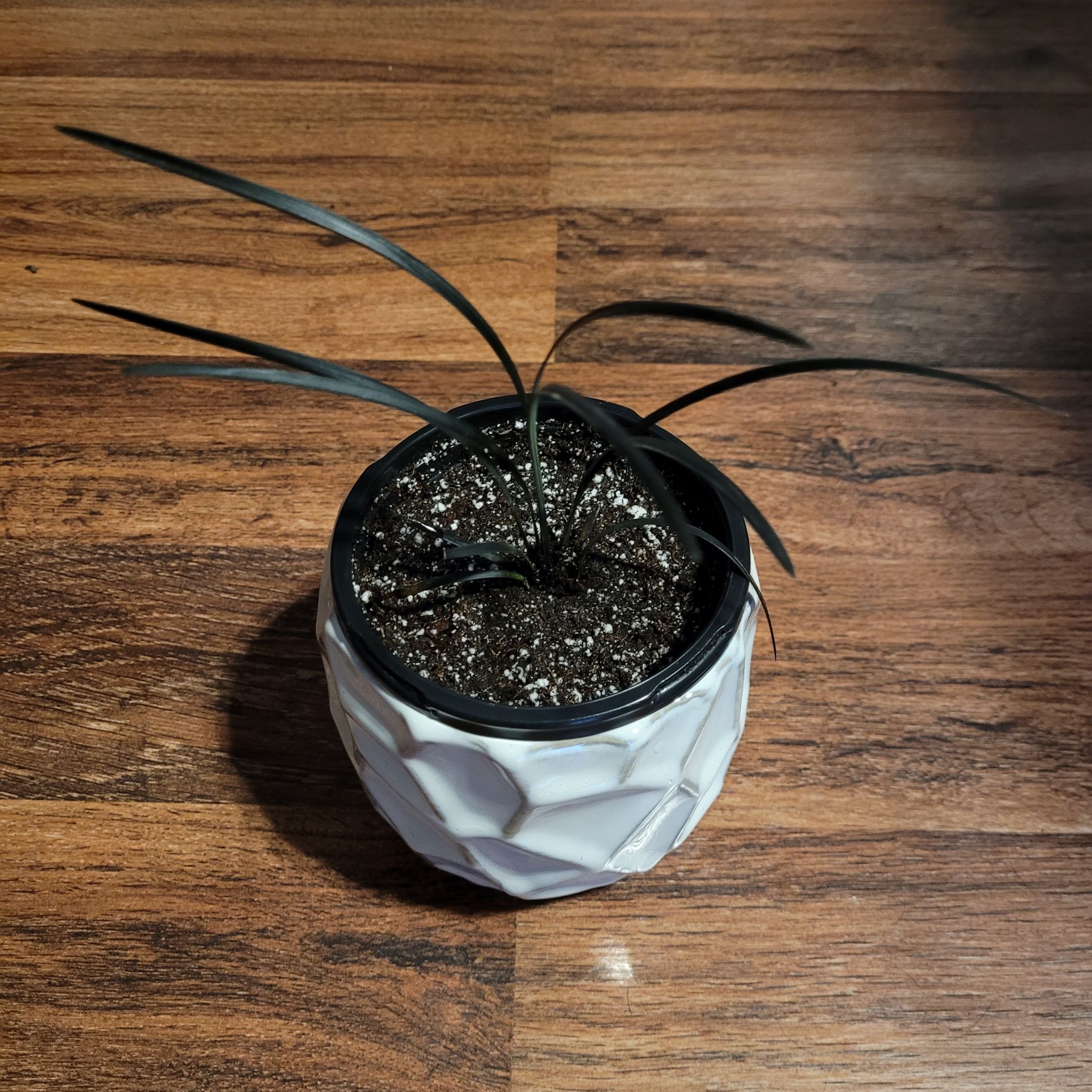 Photo of the plant species Ophiopogon planiscapus by @Junglecreature named Mandy on Greg, the plant care app