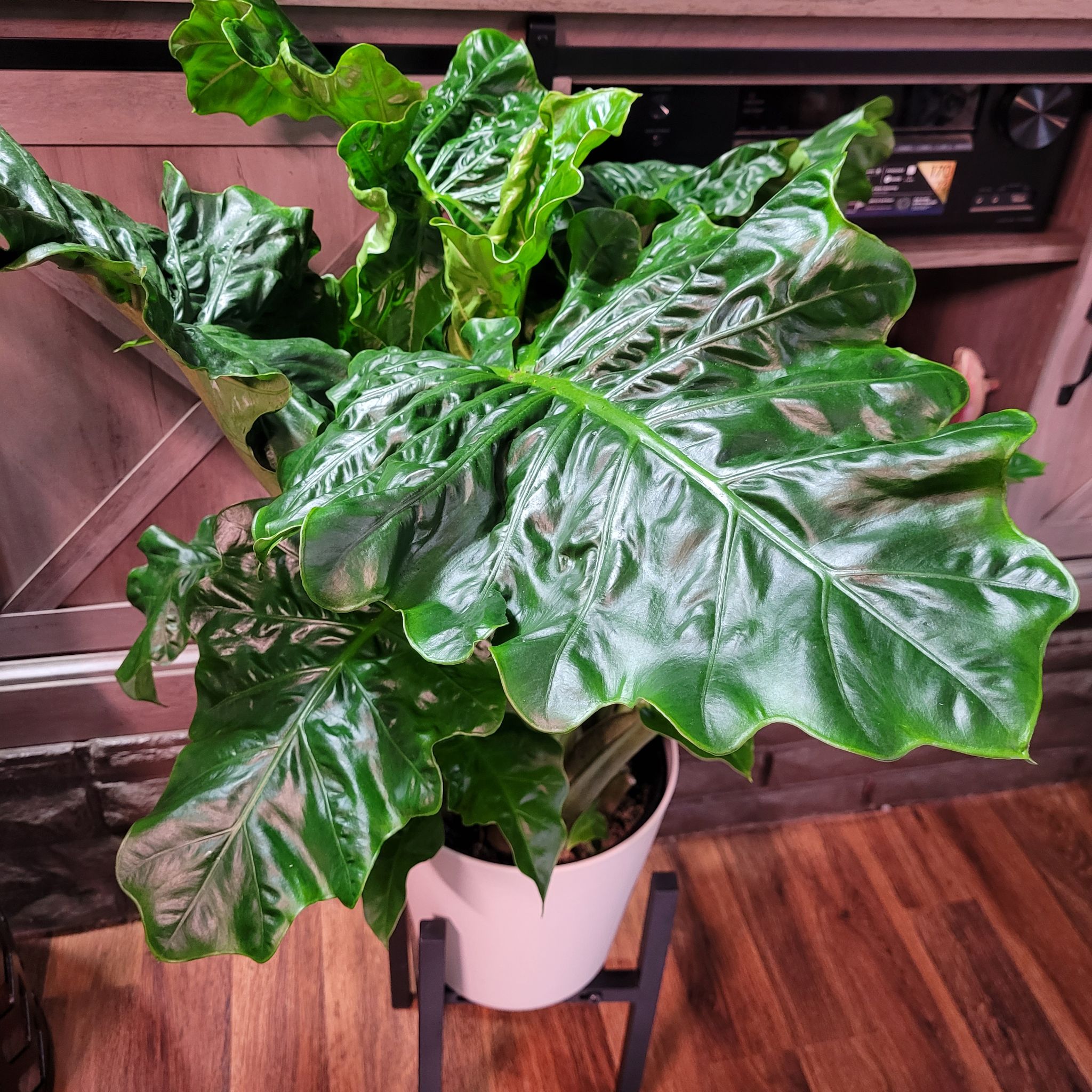 Healthy Alocasia 'Low Rider' plant with large, glossy green leaves in a white pot on a stand.