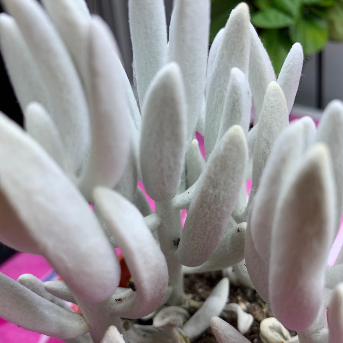Close-up of a healthy Woolly Senecio plant with white, woolly leaves and visible soil.