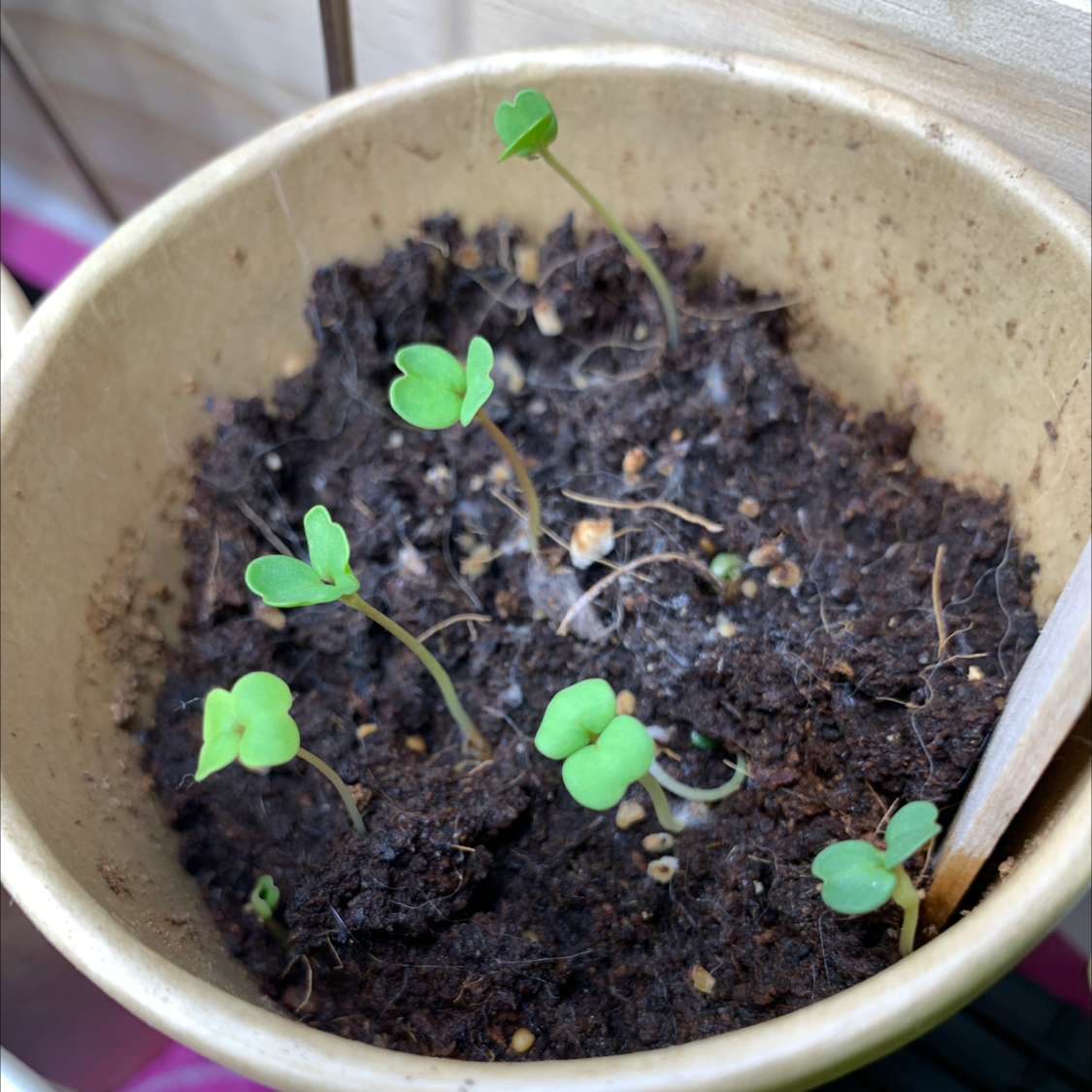 Young Garden Rocket seedlings in a pot with visible soil.