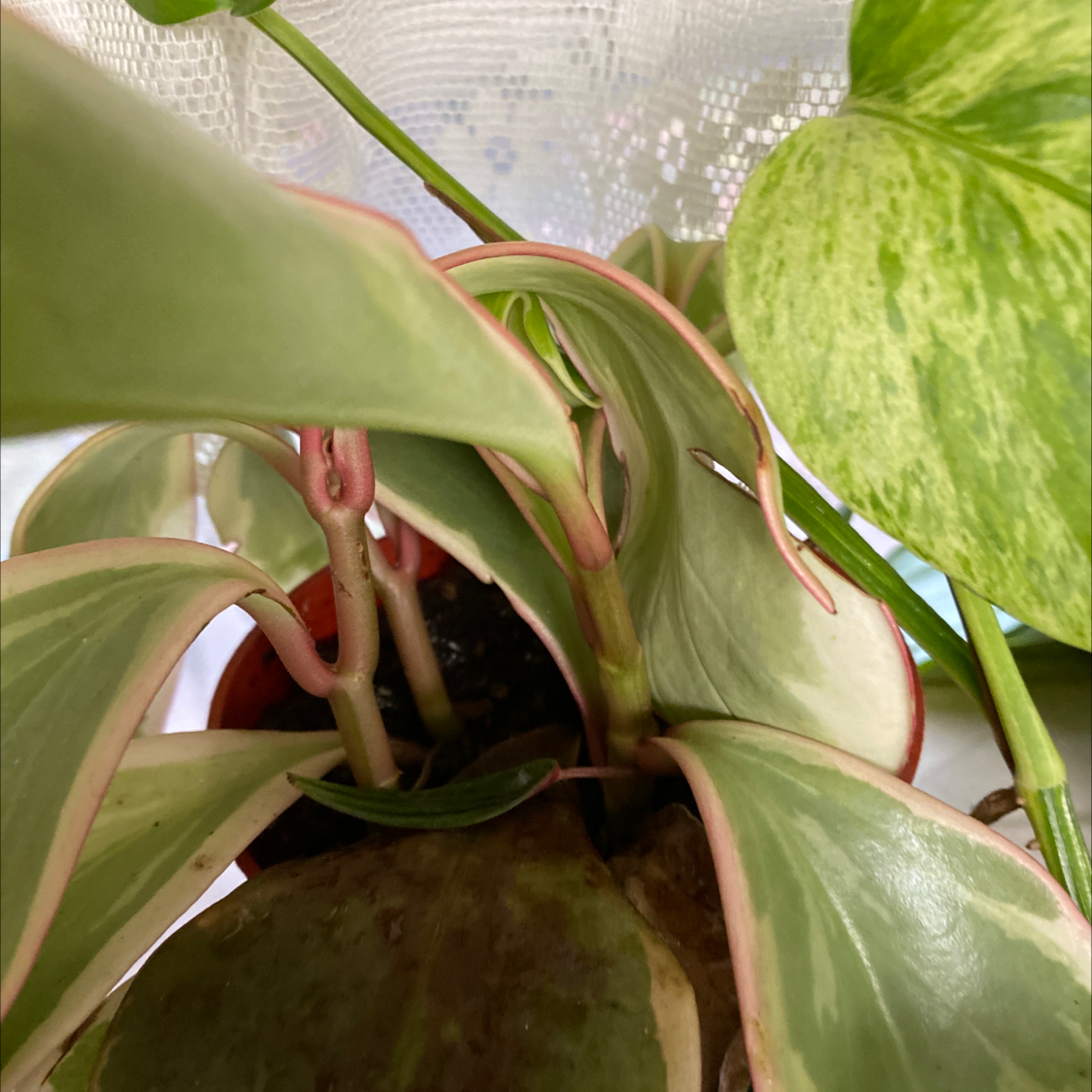 Peperomia 'Ginny' plant with variegated leaves, well-framed and healthy.