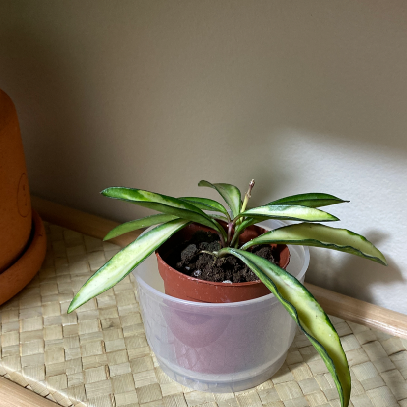 Variegated Hoya kentiana plant in a small pot inside a larger transparent container.