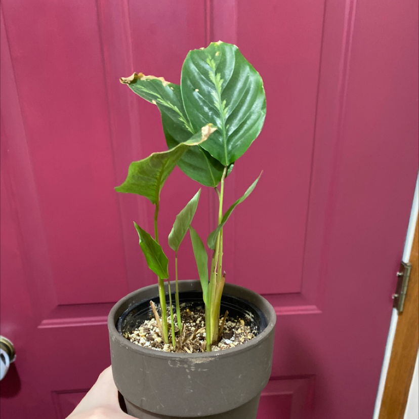 Prayer Plant 'Maui Queen' with some browning leaves in a pot, held in front of a red door.
