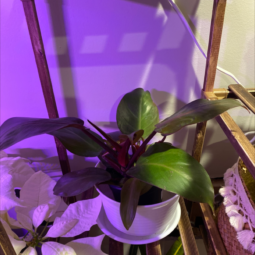 Philodendron 'Imperial Red' plant in a white pot with vibrant green and red leaves.
