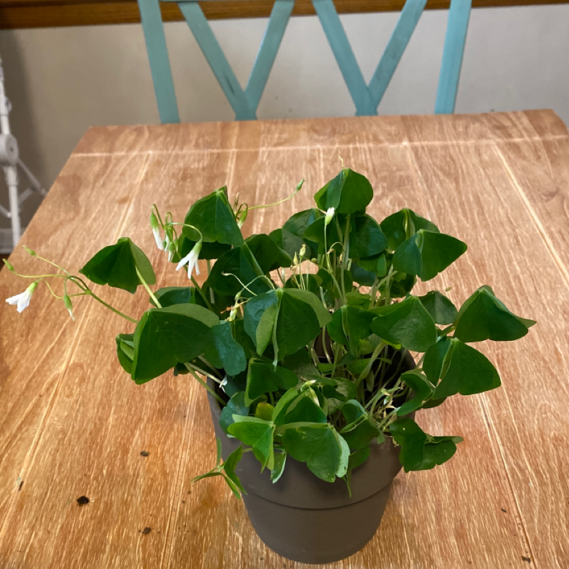 Potted Common Yellow Woodsorrel with green leaves and white flowers on a wooden table.