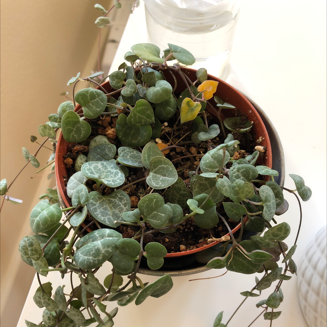 Photo of the plant species Chain of Hearts by @Emilypachner named String o’Hearts on Greg, the plant care app