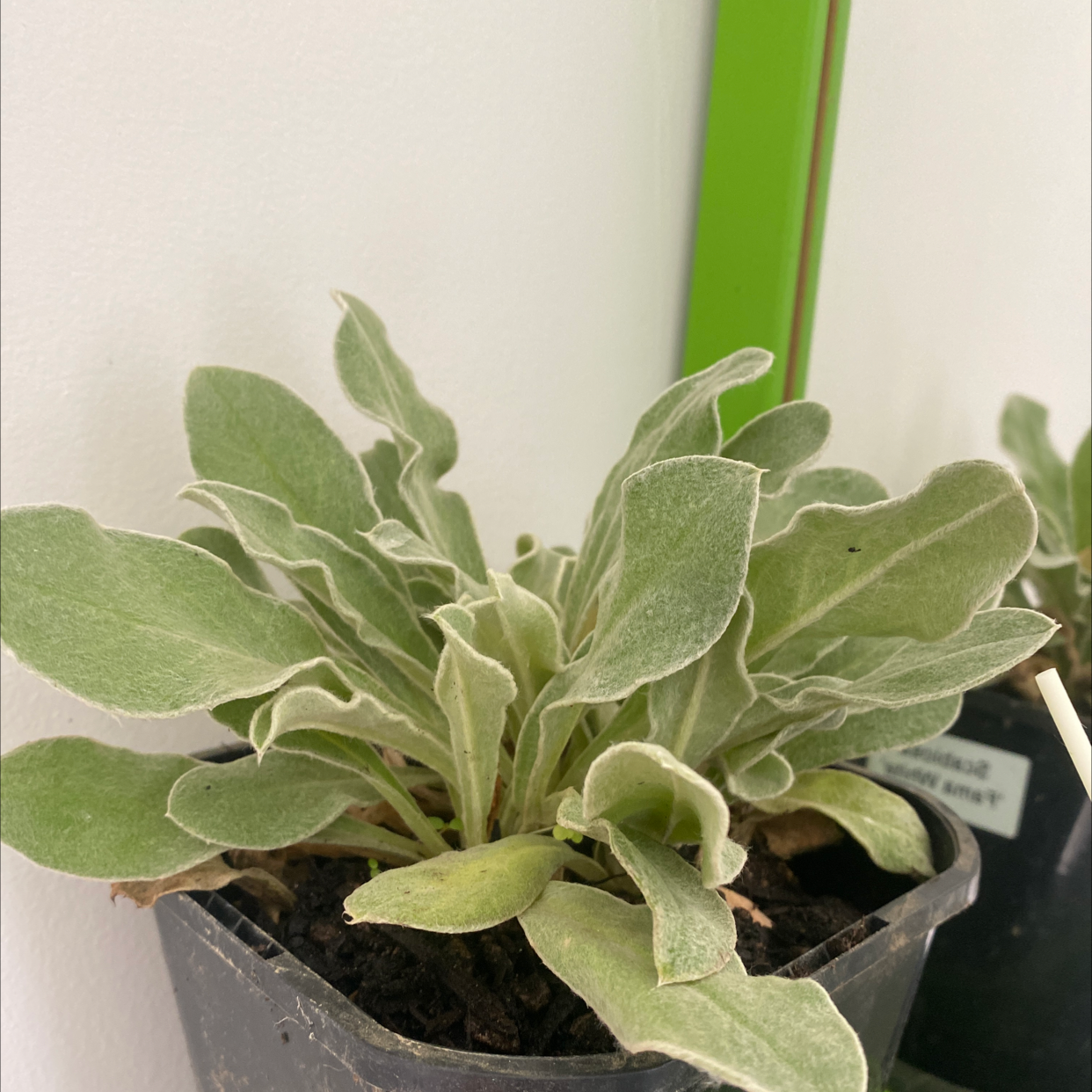 Successful Propagation of Lambs Ears: Growing This Hardy Perennial