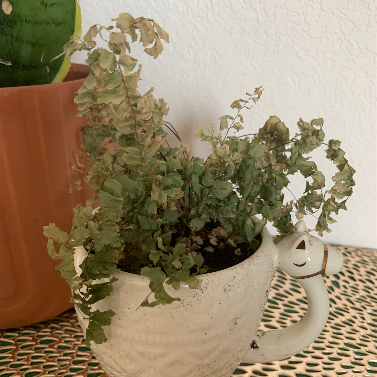Rough Maidenhair Fern in a decorative pot with significant browning and wilting.