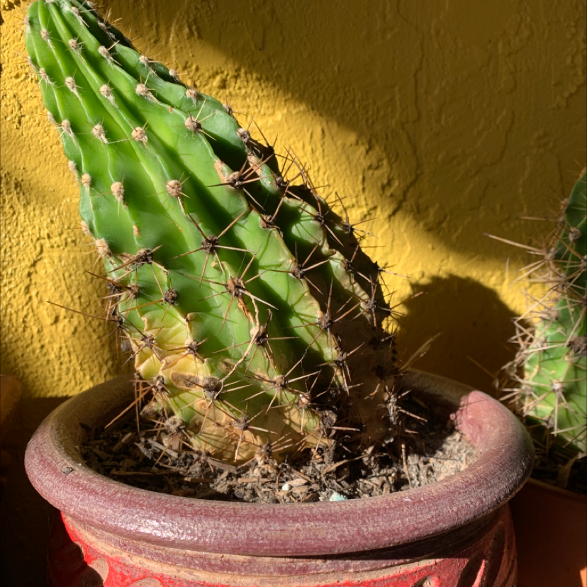 Organ Pipe Cactus in a pot with some yellowing at the base and visible soil.