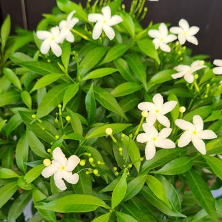 Crepe Jasmine plant in Bandar Seri Begawan, Brunei-Muara District
