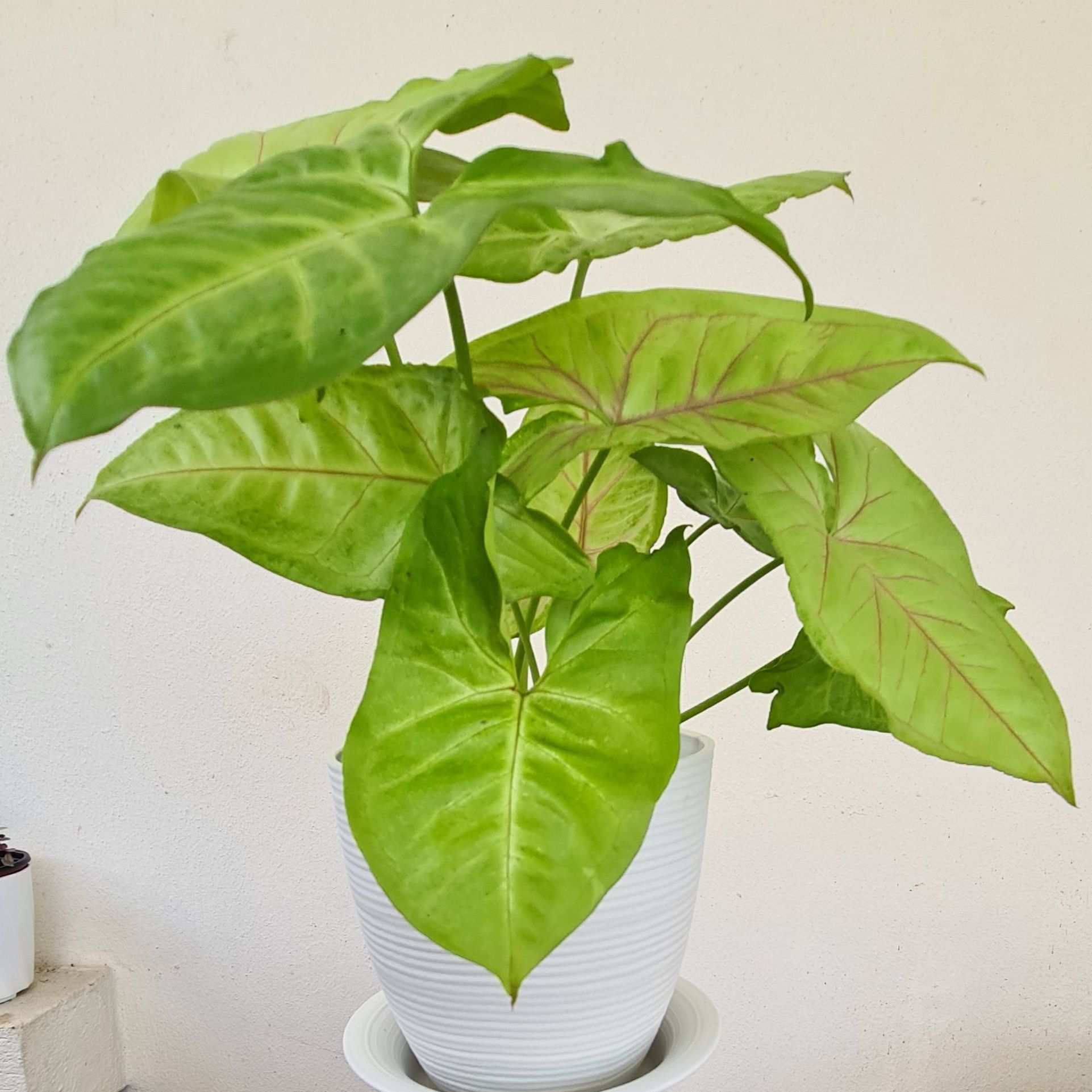 Syngonium 'Gold Allusion' plant in a white pot with vibrant green leaves.