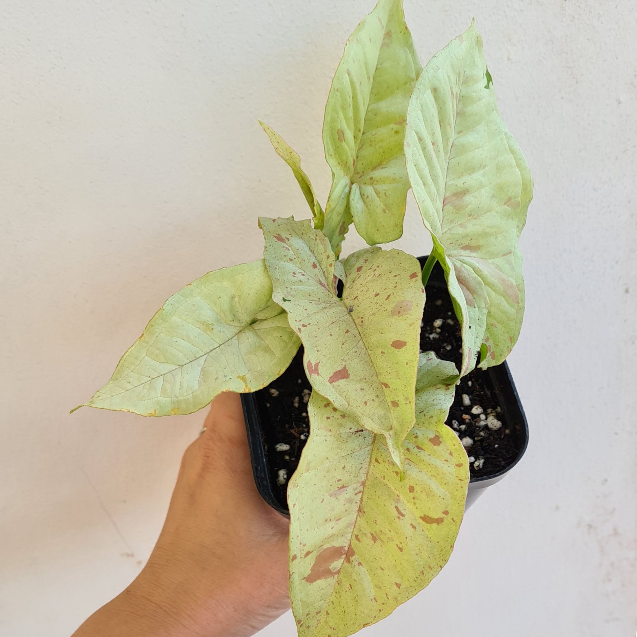 Confetti Syngonium plant with light green leaves and pinkish spots in a black pot held by a hand.