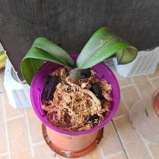 Phalaenopsis Orchid plant in Bandar Seri Begawan, Brunei-Muara District
