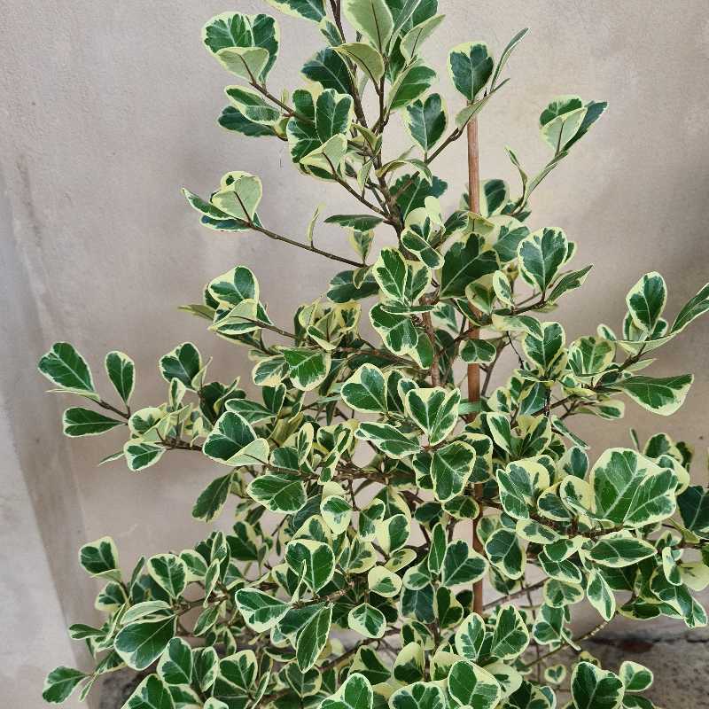 Ficus triangularis 'Variegata' with variegated leaves, healthy appearance.