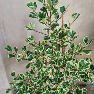 Ficus triangularis 'Variegata' plant in Bandar Seri Begawan, Brunei-Muara District
