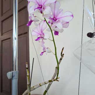 Noble Dendrobium plant in Bandar Seri Begawan, Brunei-Muara District