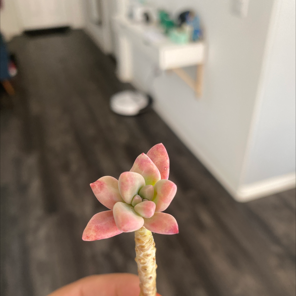 Close-up of a Graptosedum 'Darley Sunshine' succulent with pink and green leaves held by a hand.