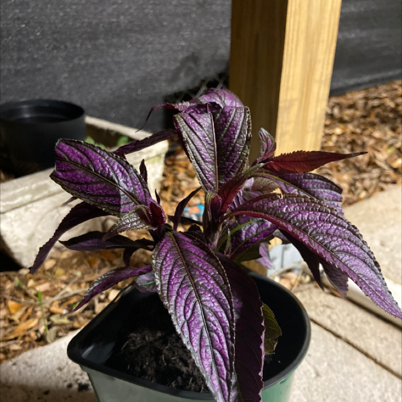 Persian Shield plant with vibrant purple leaves in a pot outdoors.