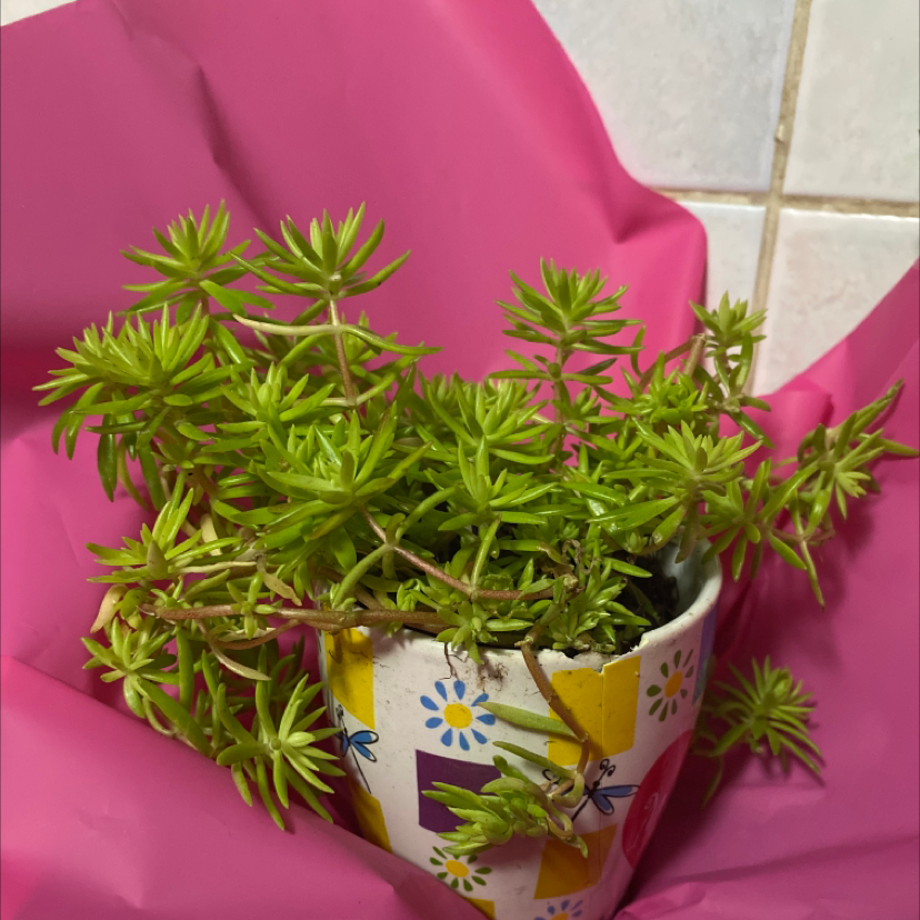 Healthy Annual Stonecrop plant in a decorative pot with vibrant green leaves.