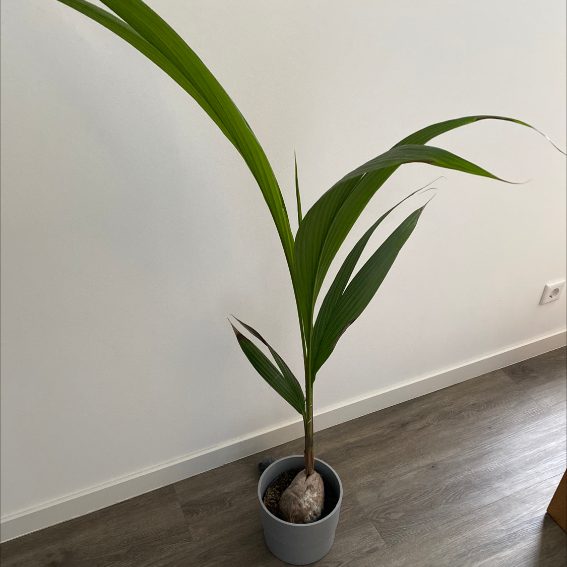 Young coconut plant in a pot with green leaves, no visible soil.
