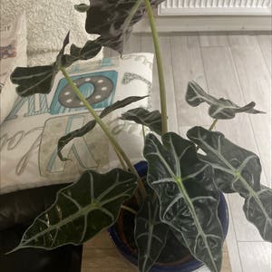 Alocasia Polly Plant plant photo by @Lylith named ♥️ on Greg, the plant care app.