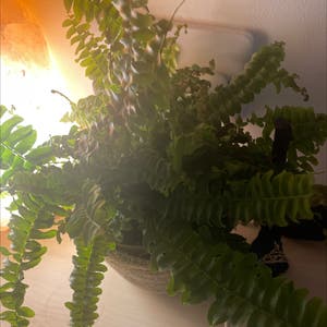 Boston Fern plant photo by @Lylith named Your plant on Greg, the plant care app.