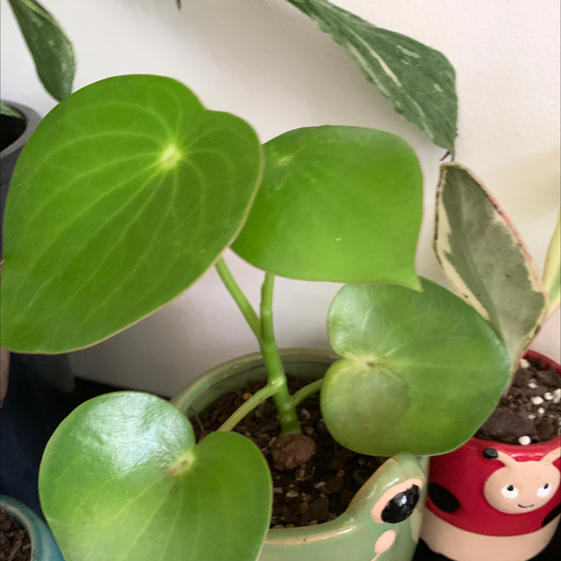 Raindrop Peperomia plant with healthy green leaves in a decorative pot.