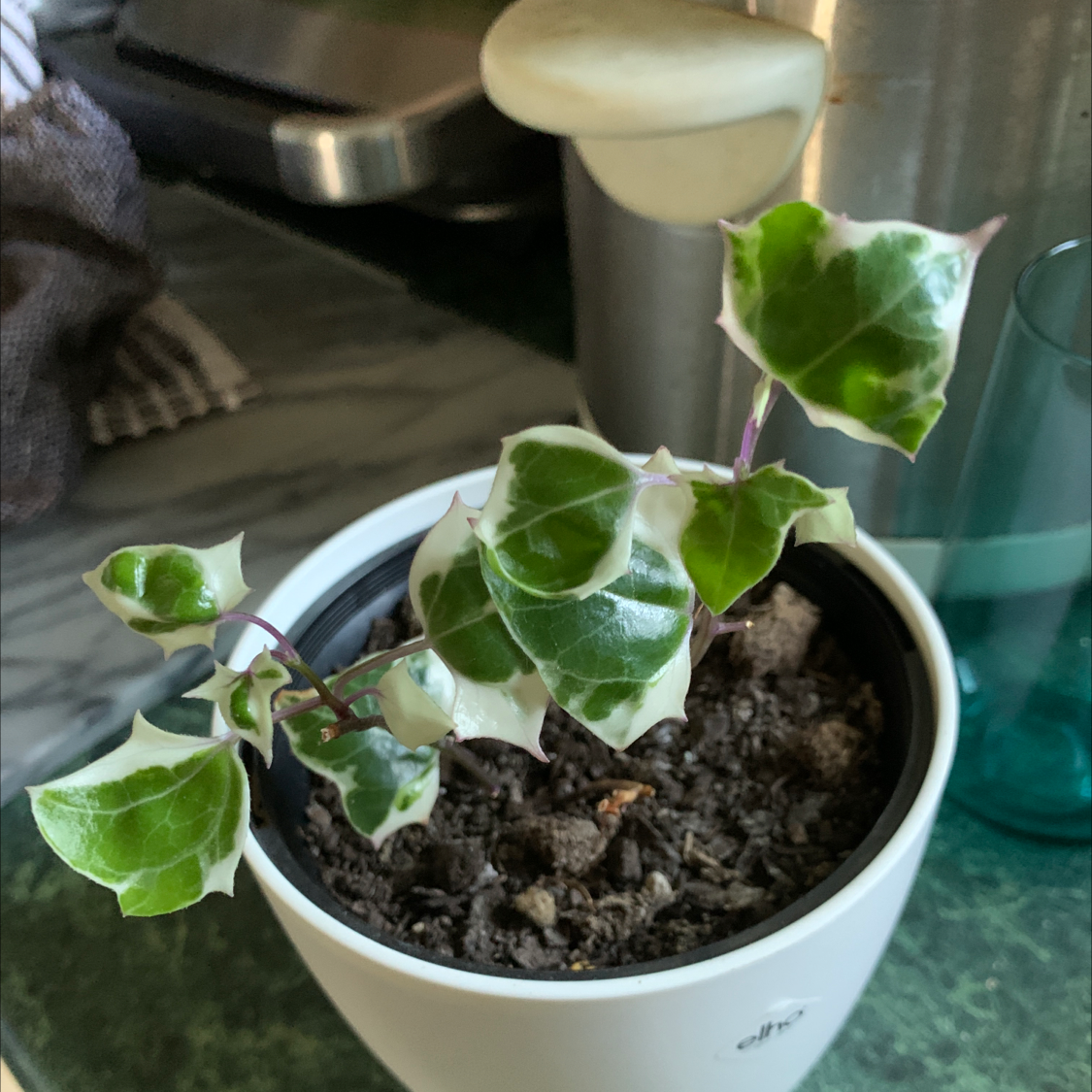 Variegated ivy plant in a white pot with healthy green and white leaves.