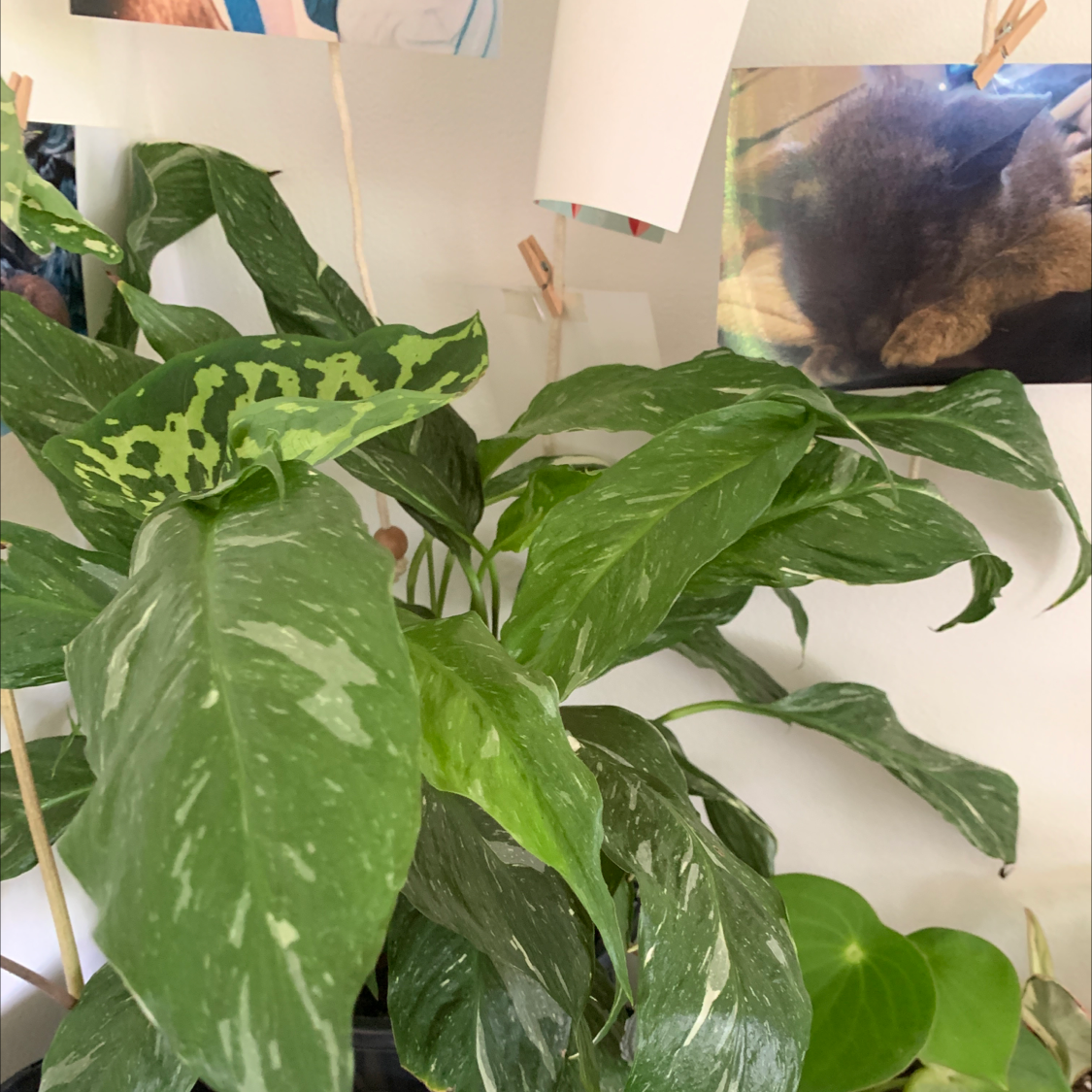 Domino Peace Lily with variegated leaves, background includes photos and papers clipped to a string.