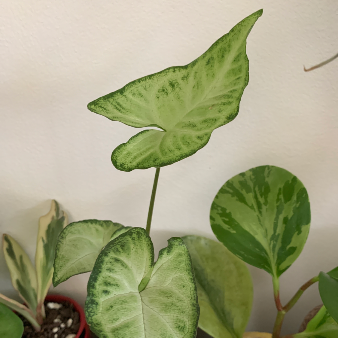 Syngonium Pixie plant with variegated leaves, well-framed and healthy.
