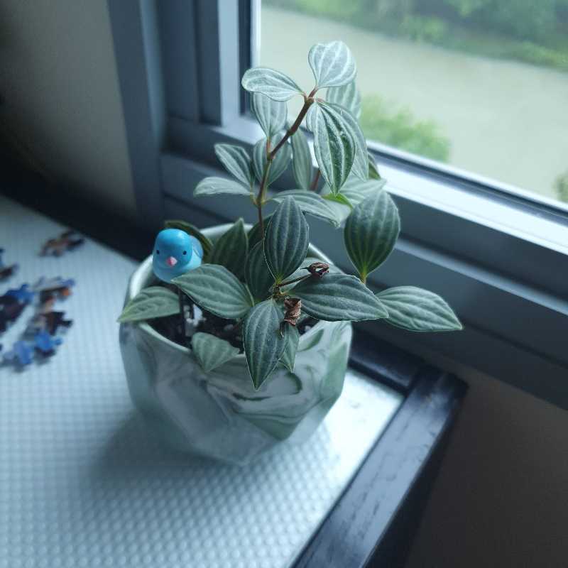 Parallel peperomia plant in a pot near a window with a small decorative item.