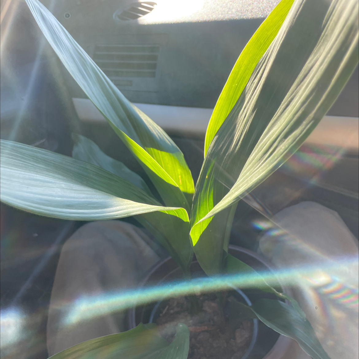Cast Iron Plant plant photo by @PotentTupeia named Your plant on Greg, the plant care app.