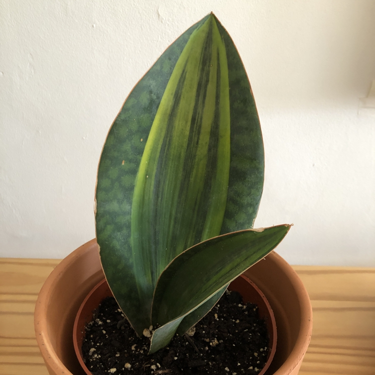 Photo of the plant species Variegated Whale Fin by @Acer named Jiro on Greg, the plant care app