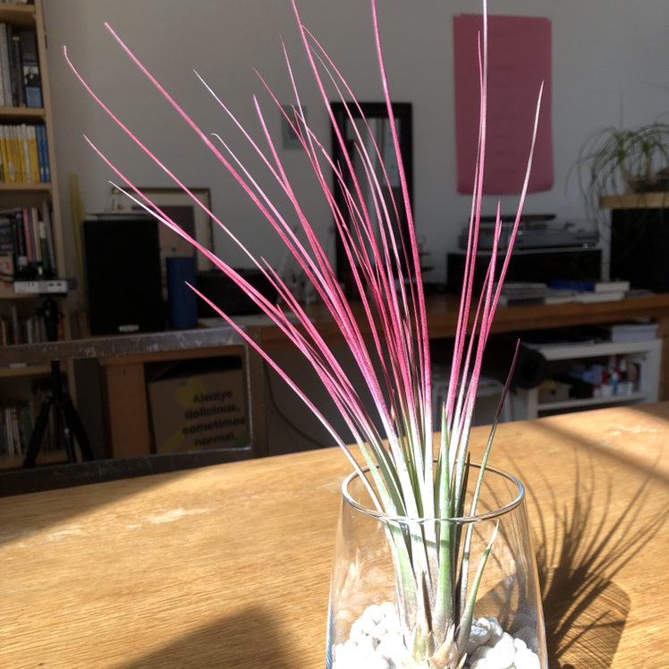 Tillandsia Juncea plant in a glass container with white pebbles, vibrant pink and green leaves.