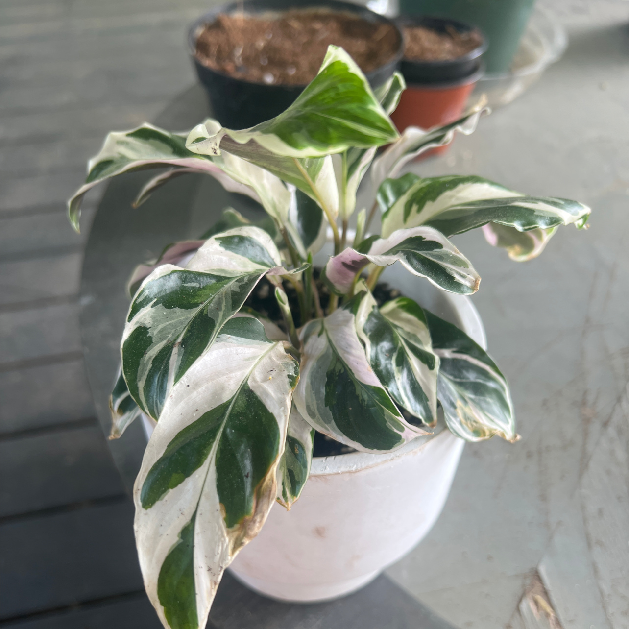 Calathea 'White Fusion' plant in a white pot with variegated leaves, some curling and browning.