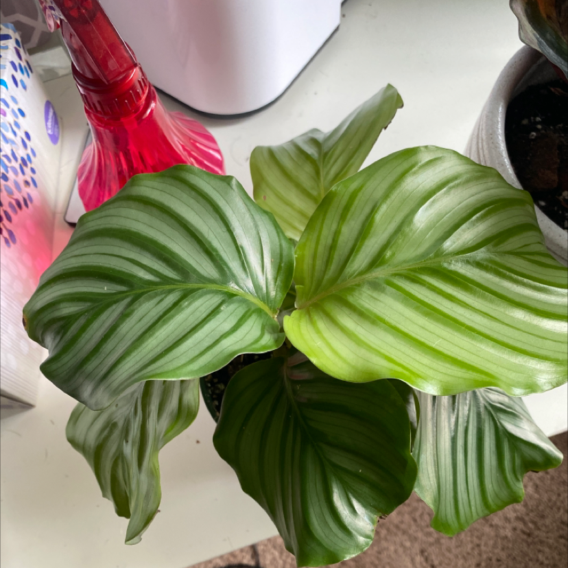 Calathea Orbifolia plant with broad, striped green leaves. Soil partially visible.